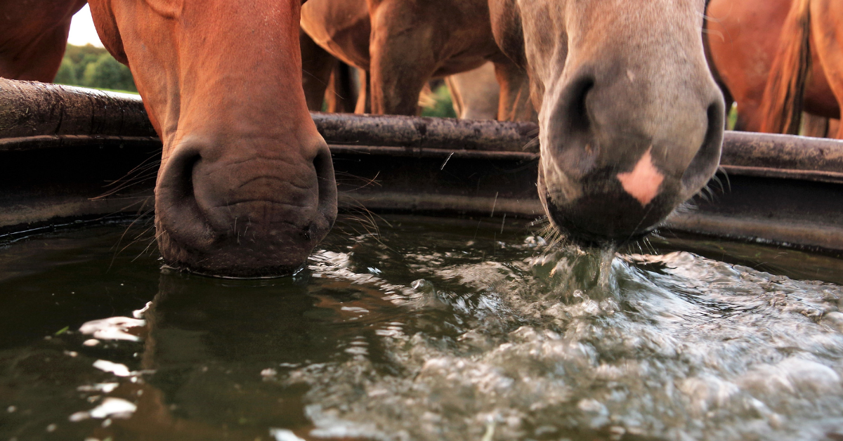 Hydration Matters Ensuring Proper Water Intake for Your Horse During